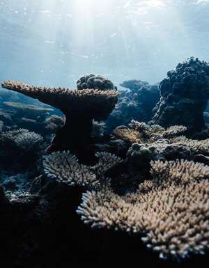 Coral reef, Islands of Tahiti