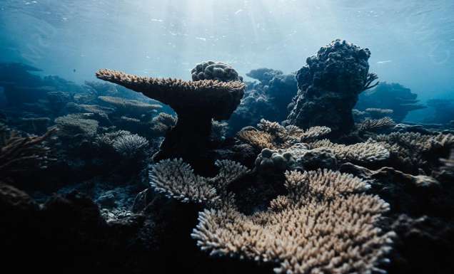 Coral reef, Islands of Tahiti
