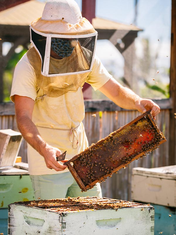 Beekeeper, Big Island Bees, Hawaii USA