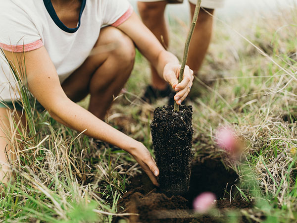 Tree planting, Malama Experience, Hawaii USA