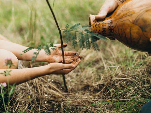 Malama, Planting, Hawaii, USA