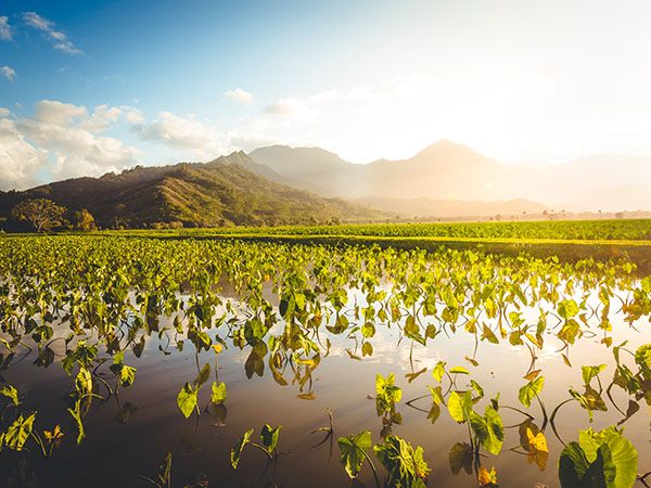 taro fields agriculture, hawaii islands agriculture in hanalei, island of kauai, hawaii islands