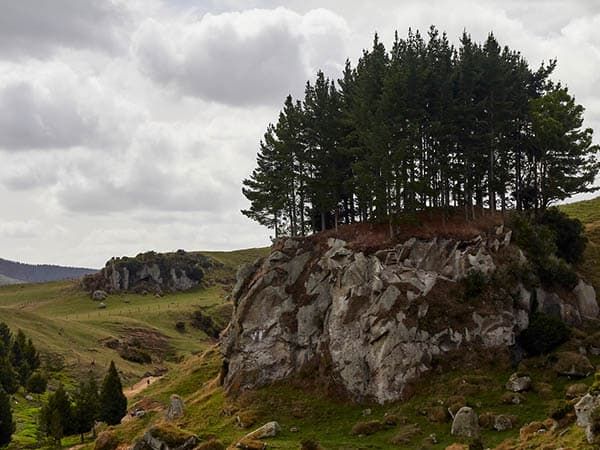 Off the motorway, one can view scenes that are reflective of Hobbiton, from Lord of the Rings, New Zealand