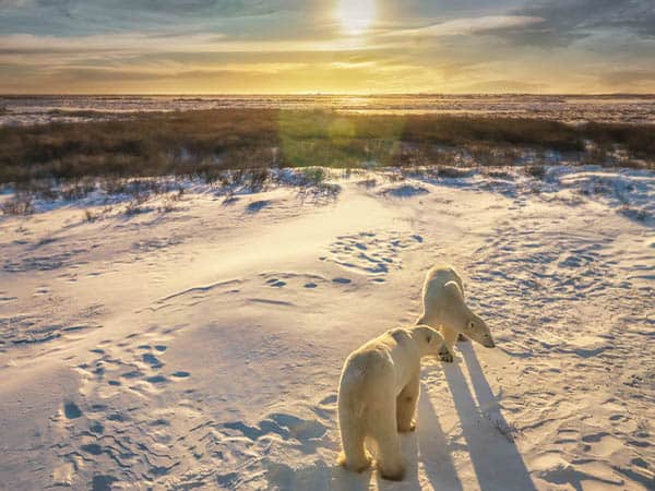 Two adult polar bears stand together in snowy Arctic tundra setting as the sun rises over the northern Canadian landscape. Churchill, Manitoba, Canada