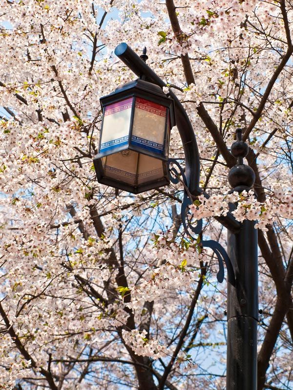Cherry blossoms blooming in South Korea