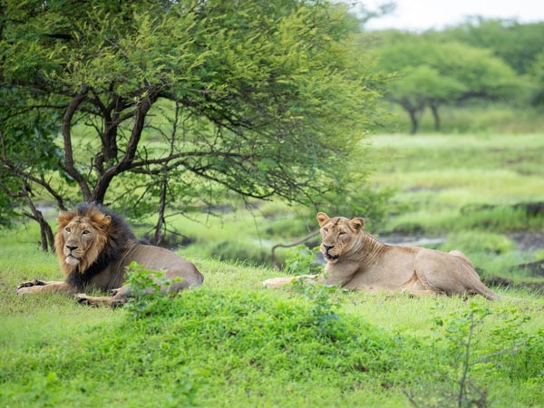 Sasan Gir National Park