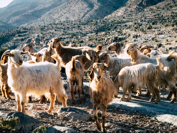 Al Hajar Mountains goat