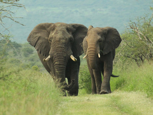 Two elephants in Thanda Safari Lodge, Kenya