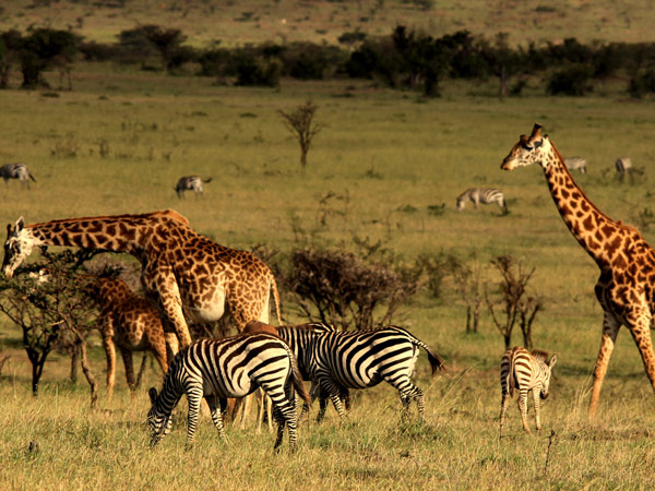 Wildlife at Mahali Mzuri in Kenya