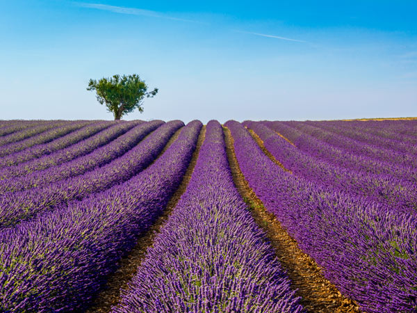Lavender fields in Provence, France