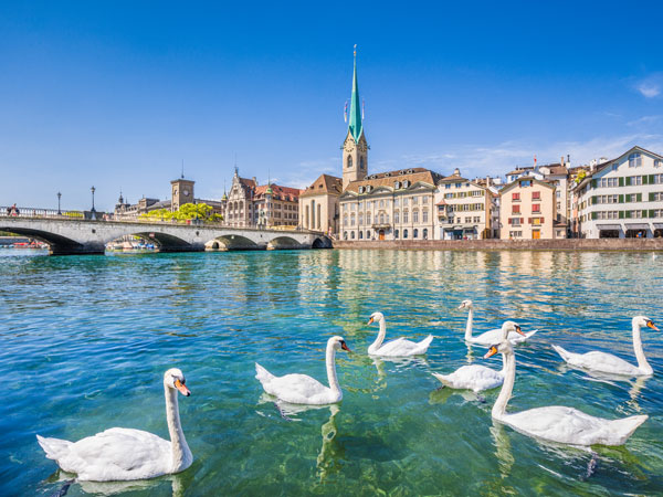 Swans on the Limmat River in Zurich, Switzerland