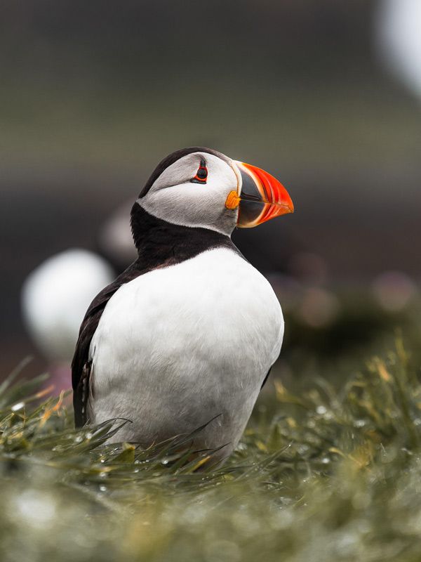 Puffins of Scotland