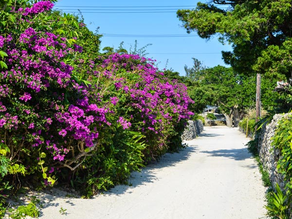 Greenery in Taketomi Island in Japan