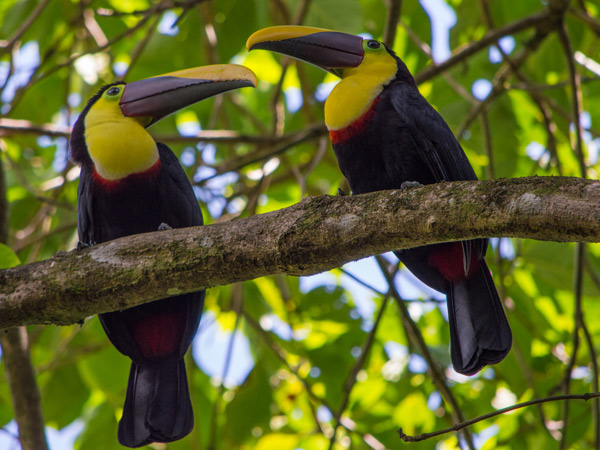 Two toucans spotted in Costa Rica