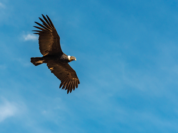 An eagle soaring in the sky
