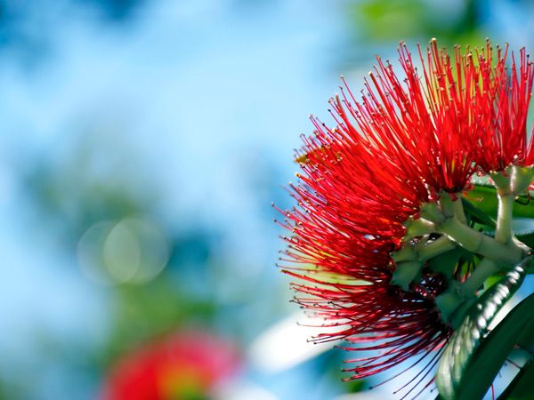 Pōhutukawa, a crimson-colored flower found in New Zealand