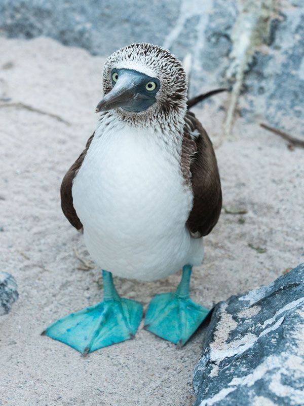A penguin in the Galapagos Islands.