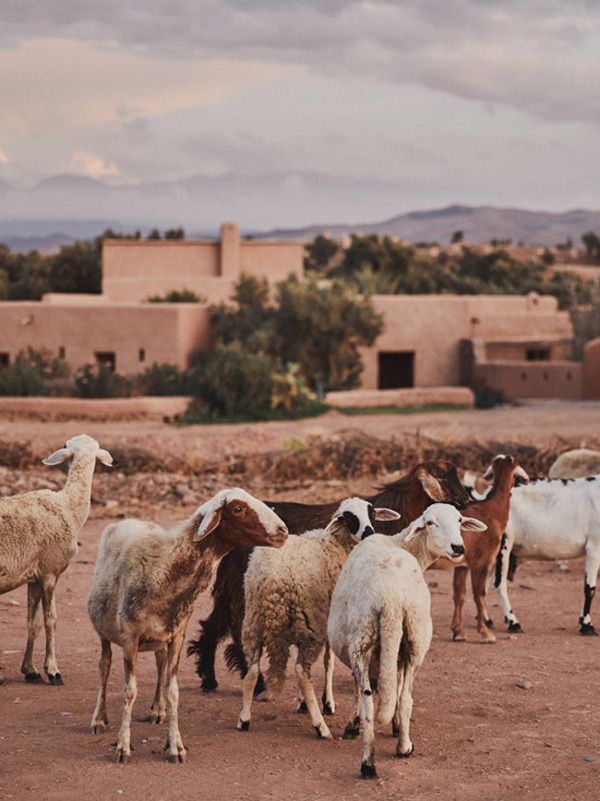 Goats in front of Berber Lodge, in Marrakech, Morocco