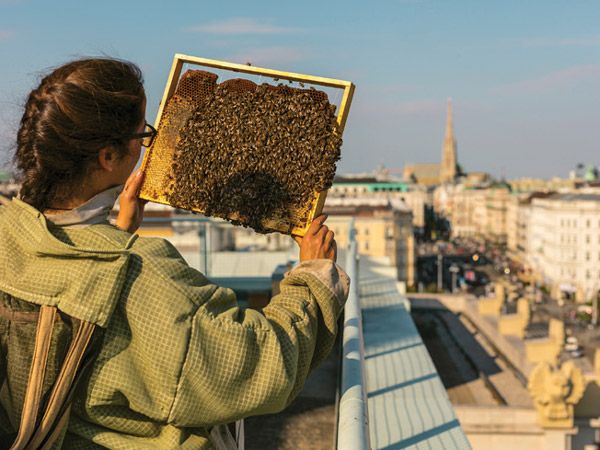 beehive in Vienna