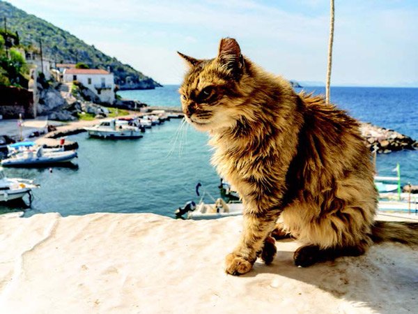 A cat in Hydra, Greece.