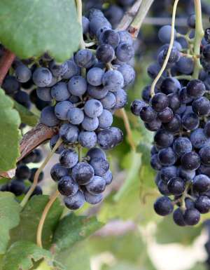 grapes ready to harvest in Grapevine Texas