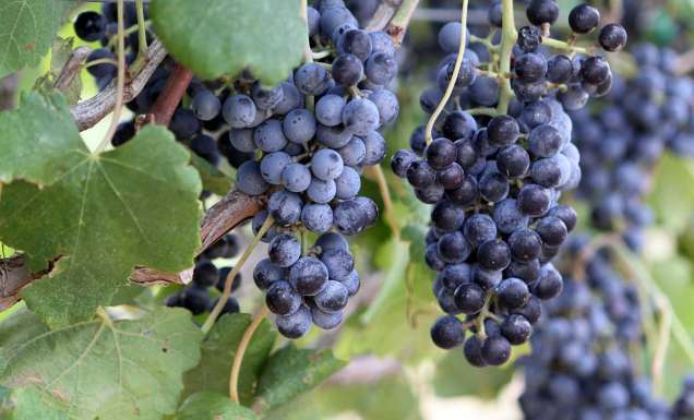 grapes ready to harvest in Grapevine Texas