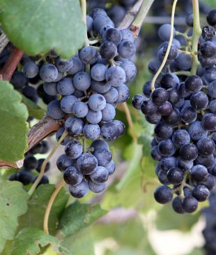 Discover Grapevine, the unlikely hidden gem of Texas