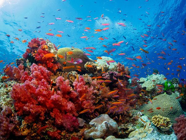 a thriving coral reef in Fiji with abundant fishes