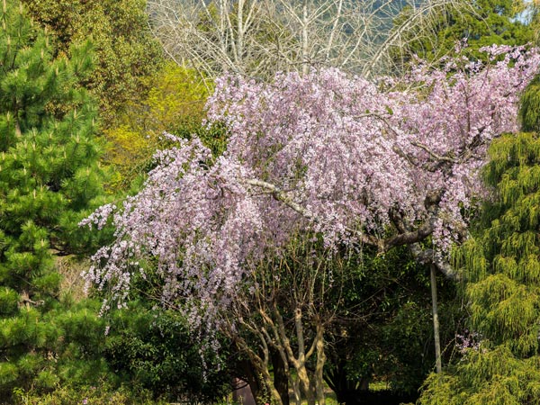 a cherry blossom tree in full bloom