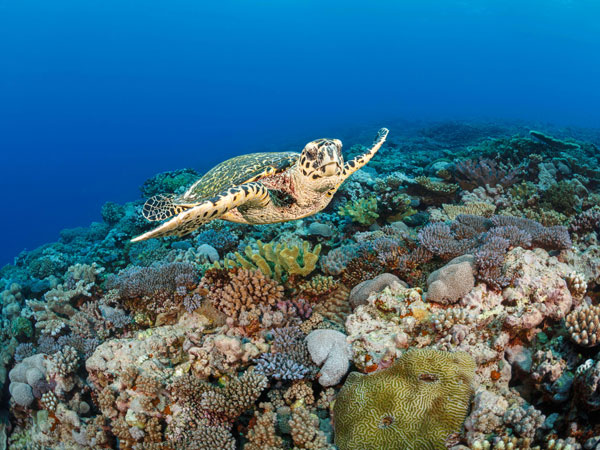 a sea turtle swimming in the Fiji waters