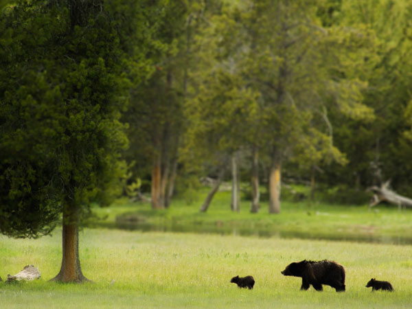 A family of black bears in Shenandoah National Park