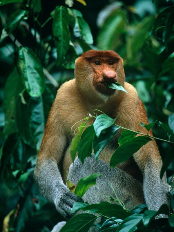 a proboscis monkey munching leaves
