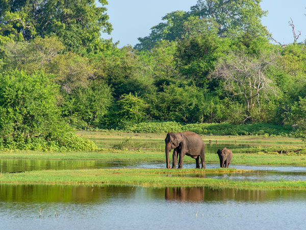 a mother and baby elephant in Udawalawe National Park