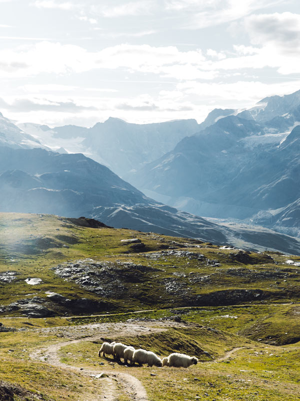 a flock of sheep walking on the meadow near train station during bright sunny summer day with panoramic view of Swiss Alps, Zermatt region, Valais, Switzerland