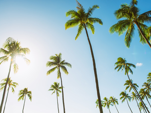 Hawaii tall palm trees with sun flare against blue sky