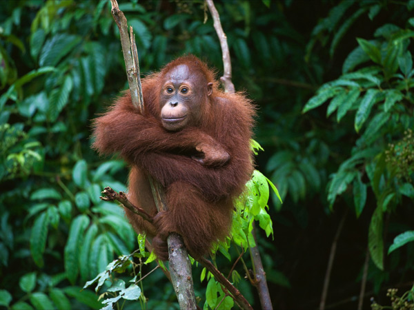 a young, wild orangutan resting on a tree branch