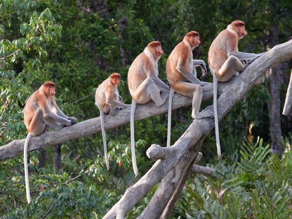 proboscis monkeys sitting on a huge branch