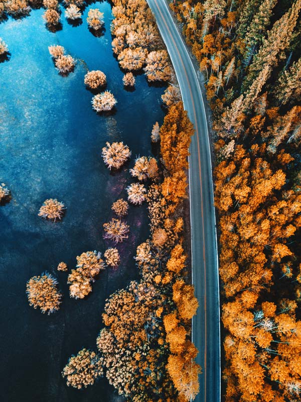 pine forest aerial view at dusk