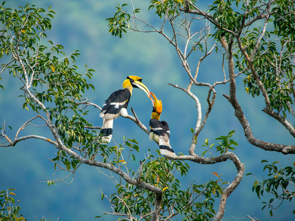 two Rhinoceros Hornbills making contact with each other using their beaks on a tree branch