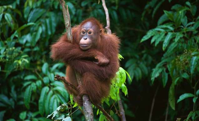 a young, wild orangutan rests on a tree branch