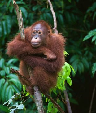 Experiencing Borneo’s fantastical big five