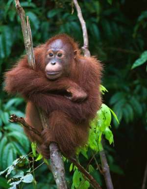 a young, wild orangutan rests on a tree branch