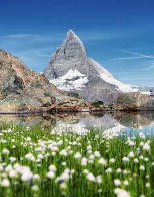 a beautiful lake with flowers growing near the Swiss alps