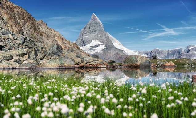 a beautiful lake with flowers growing near the Swiss alps