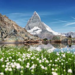a beautiful lake with flowers growing near the Swiss alps
