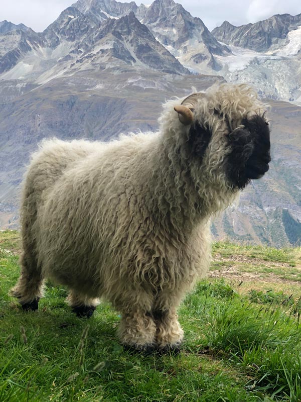 a Valais blacknose sheep behind the mountains of the Zermatt region