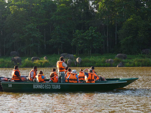 tourists on a boat mesmerized by the sight of Pygmy Elephants