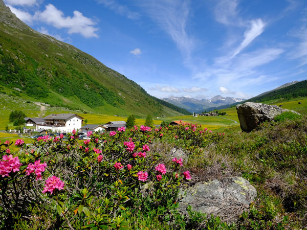 a view of a barn with flowers and a scenic mountain as a backdrop