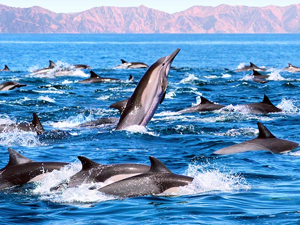 pod of dolphins in Mexico’s Sea of Cortez