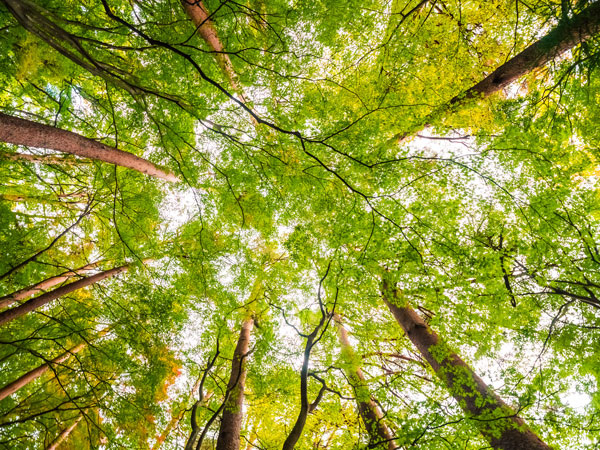 Looking up into the treetops of Shenandoah National Park